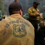 Forest-service