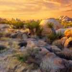Mojave Desert