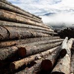 ower plant and biomass optimisation in the wood zone