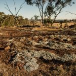 rare earths project
