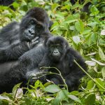 How Illicit Exploitation in the Mining of Critical Minerals Contributes to the Cycle of Violence in Eastern DRC
