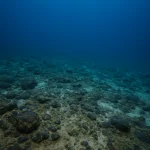 offshore mineral leasing